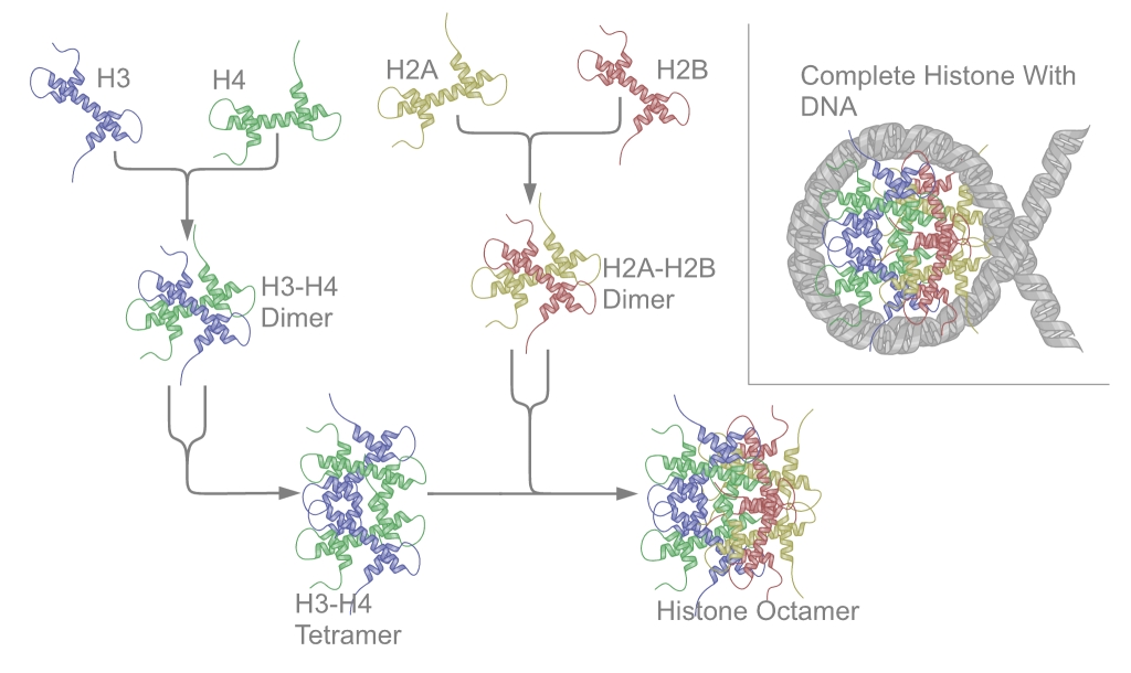 Nucleoprotein Knockout Screening